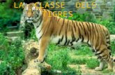 Tigres 2014 -'15