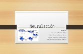 Neurulación presentación