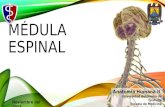 Anatomía de la Médula Espinal