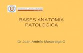 Bases anatomia patologica 2, necrosis, apoptosis