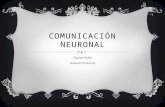 Comunicacia  neuronal