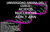 Acidos nucleicos..