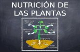 Nutrición de las plantas. Juan