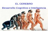 El cerebro des.cognitivo e inteligencia