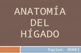 Anatom a del_h_gado