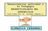 Neurociencias ginnasia cerebral-aprendizaje
