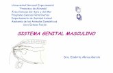 Sistema genital masculino del caprino