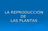 Reproducción de las plantas - 1