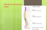 Medula espinal snc