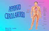 Aparato circulatorio-26157