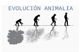 Evolución animalia