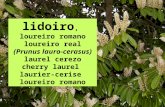 Lidoiro, Loureiro real (Prunus lauro-cerasus)
