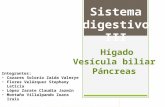 Sistema digestivo III