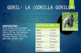 El goril·la.   còpia