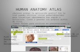 human anatomy atlas