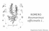 Romero. rosmarinus officinalis l.