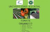 Estudio de mercado tomate organico