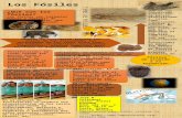 Infográfica Los Fósiles