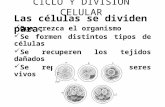 Ciclo y División Celular