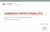 2015 - TEORIA 02 Amebas Intestinales Clase (1)