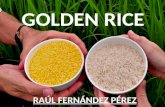 Golden Rice - Essay