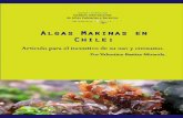 Algas Marinas en Chile: documento para el incentivo de su uso y consumo.