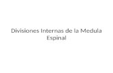 Divisiones Internas de La Medula Espinal