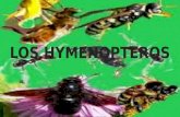Hymenoptera. Expo