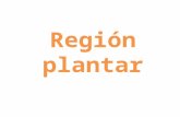 regionplantar-111005170119-phpapp01 (1).ppt