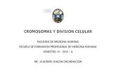 Cromosomas y Division Celular