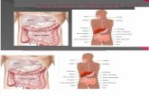 Sistema Digestivo -Cruzado, Melo, Vargas, Braida (1)
