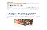 Revista La Patria - Periodico - Boliviano -Ayrampo Semilla Excelte Para Clamar La Fiebre
