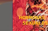 HORMONAS SEXUALES.pptx