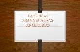 Bacterias Gramnegativas Anaerobias