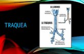anatomia laringe y faringe.pptx