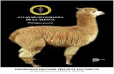 Osteología de la Alpaca Adulta (Atlas)