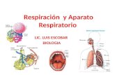 Respiración  y aparato respiratorio
