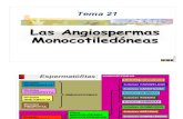 Gramineas, Taxonomomía y Morfología