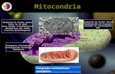 Enfermedades Mitocondriales Expo Finalllll