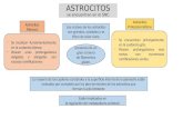 Astrocitos y Oligodendrocitos