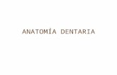 Anatomía y Acceso Dentaria