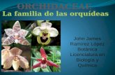 Familia Orchidaceae (orquídeas)