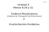 Hora 9,10 y 11 u3-Cadena Respiratoria-fosforilacion Oxidativa- 3 Octubre 2014