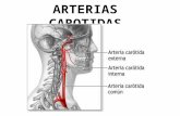 Arterias Carótidas y nervios craneales