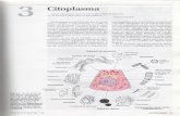 Capítulo 3 - Citoplasma