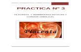 Practica Nº 03- Placenta