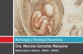Morfologia y Fisiologia Placentaria - Clase (1)