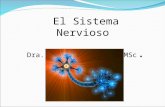 Diapositivas Del Sistema Nervioso