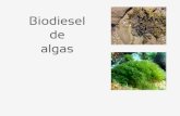 Biodiesel_3 Microalgas