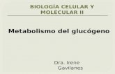 Metabolismo Del Glucógeno